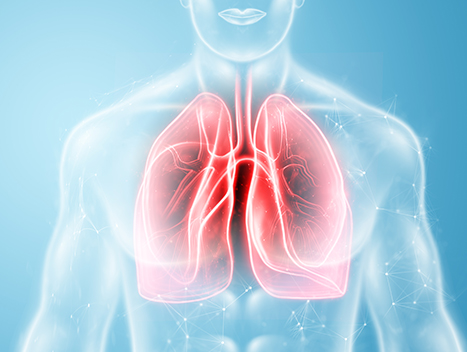 respiratory system